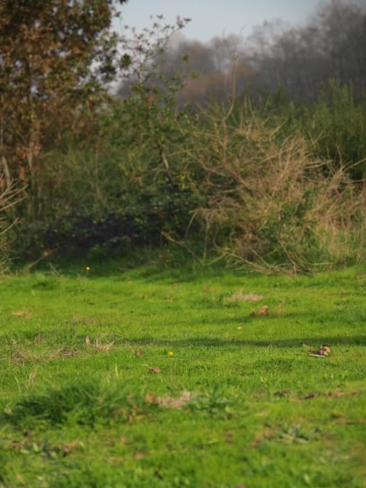 Bivakzak – Noodslaapzak – Bivvy Bag – Survival Slaapzak – Backpacking Tent – Ultralicht 1,36 kg – Waterafstotend Nylon