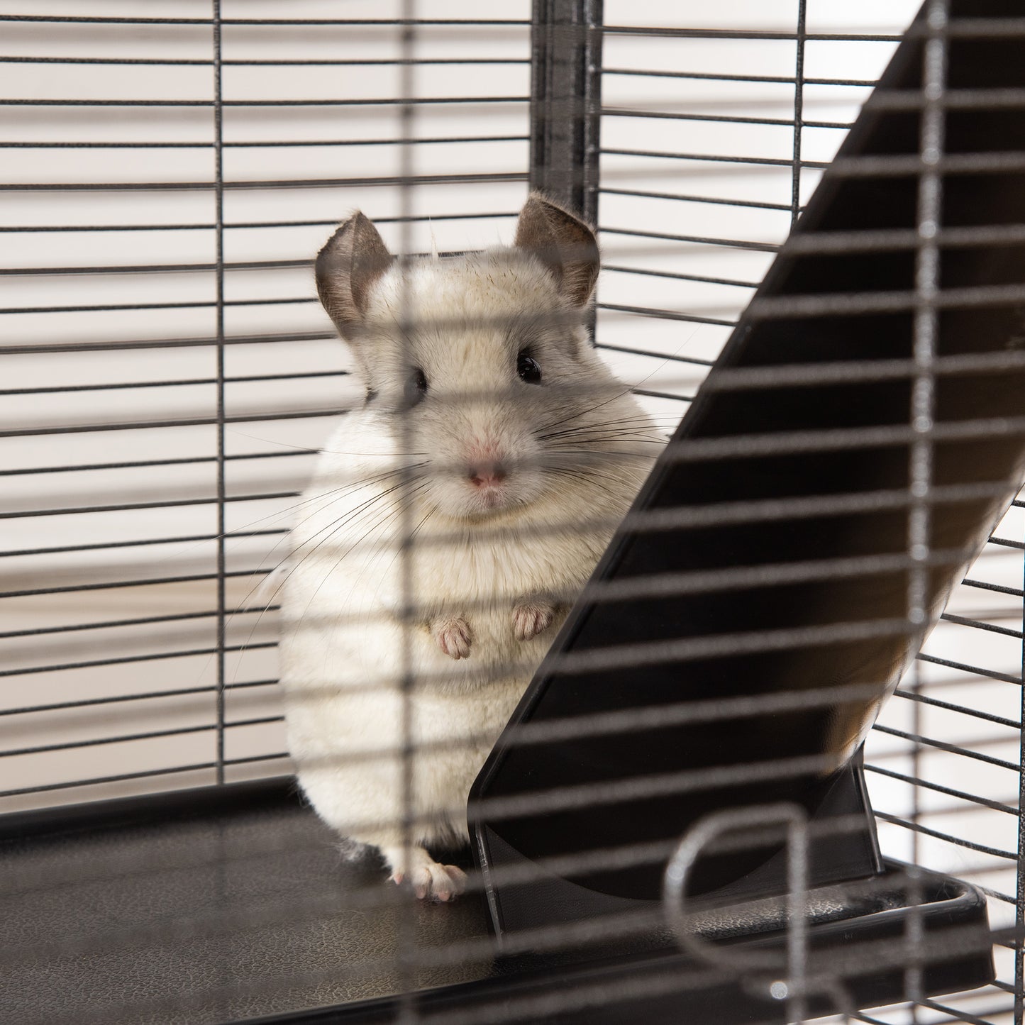 Dierenkooi Klein – Knaagdierkooi – Konijnenkooi – Hamsterkooi – Mobiel Dierenverblijf – Met 2 Deuren – Met Hangmat – 52 x 52 x 113,5 cm – Metaal Grijs