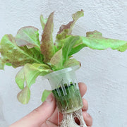 Kweekbak - Hydrocultuur Set - Kweektafel op Poten - Duurzaam - Licht Gewicht - Hydroponic Systeem - 2 Lagen - 72 Gaten - 98x55x72 CM - Wit