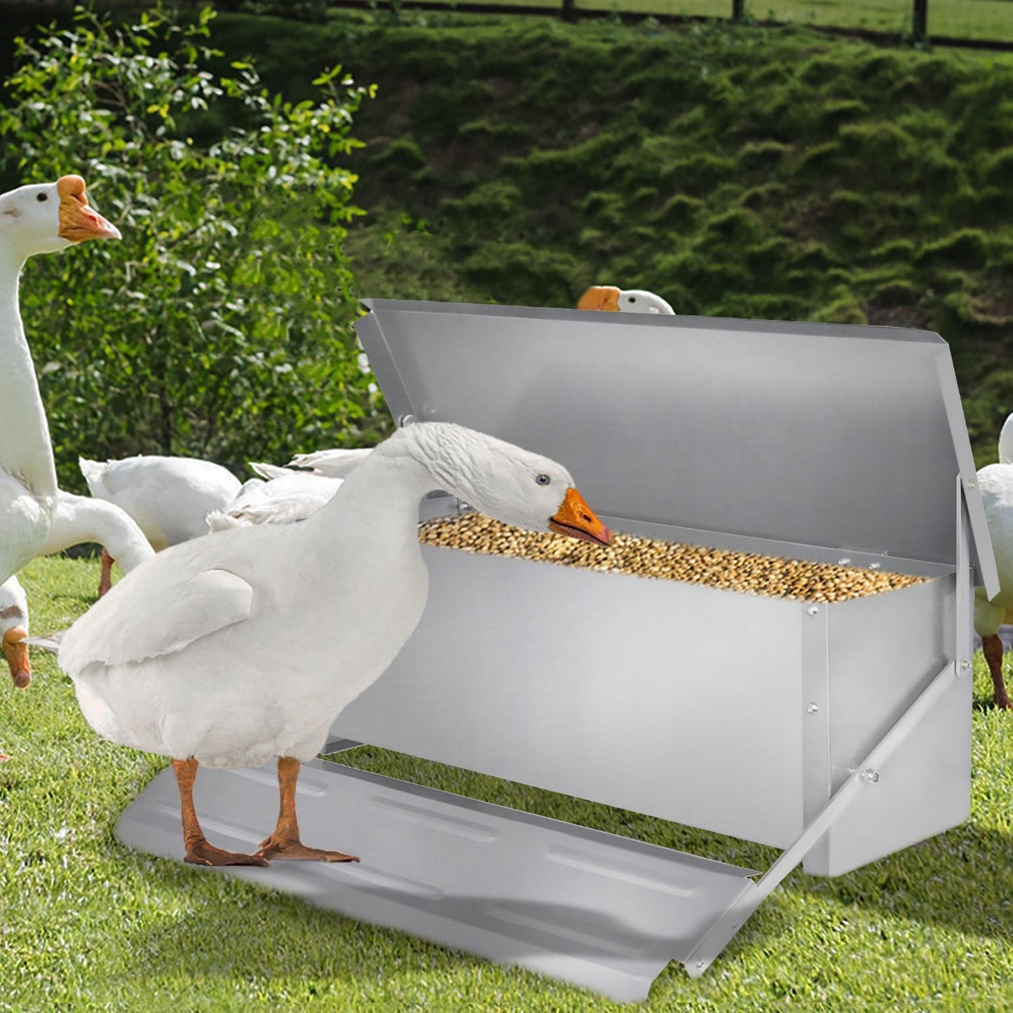 Kippenvoerautomaat – Kippenvoerbak – Voederbak – Pluimvee Voederautomaat – Voersilo – 5 kg Inhoud – Zelfopenend Pedaal – Waterdicht Gegalvaniseerd Staal
