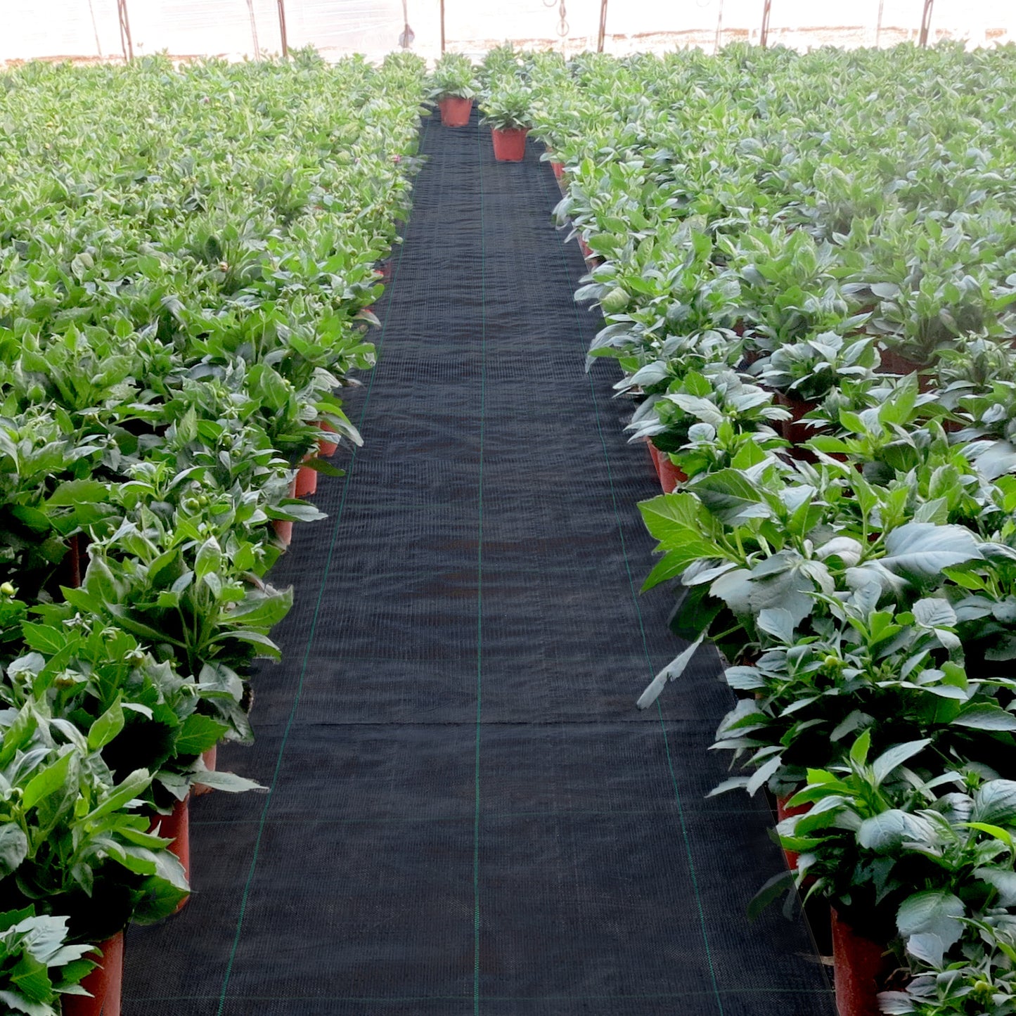 Kijkdoek – Neteldoek – Passeerdoek – Zeefdoek – Notenmelkzak – Zwaar Geweven Polypropyleen – 1,2 x 91,4 meter
