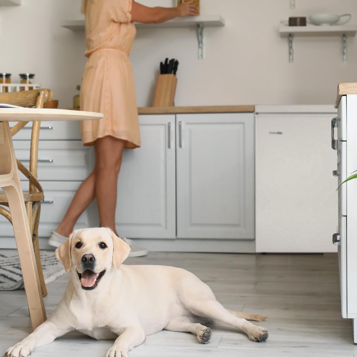 UNIVERSALBLUE 2-in-1 freezer, 147 l, white, fridge and freezer, mechanical operation, silent system, shipping and conversion on the floor included - QUORE