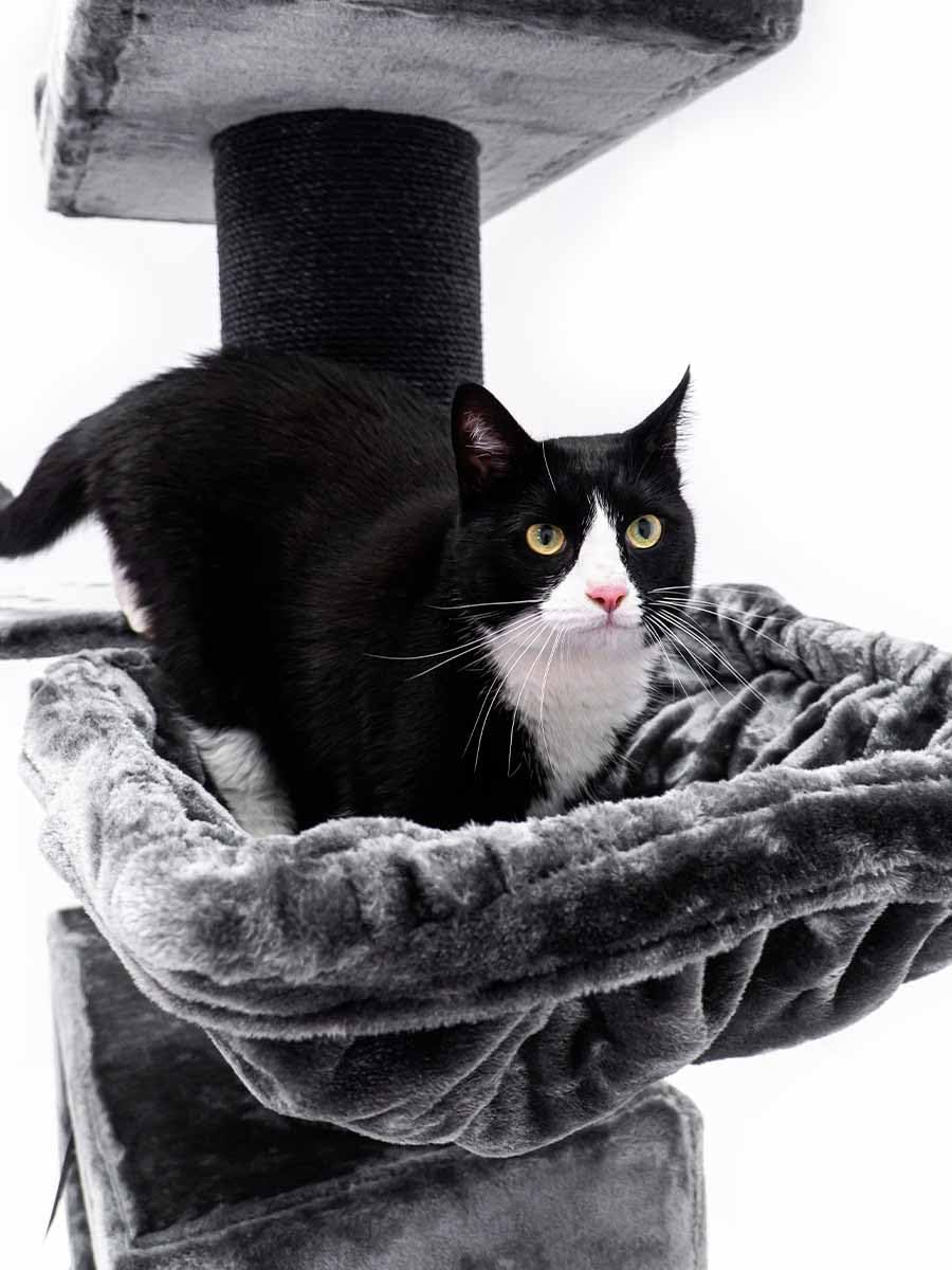 Kattenkrabpaal – Krabpaal Kat – Klimpaal Kat – Kattenboom – Krabmeubel – Zwart – 179 cm Hoog – Extra Stabiele Basis