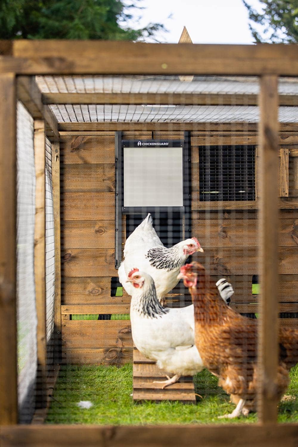 ChickenGuard Automatic Chicken House Door Opener, Power Source: Solar/Batteries/Electric. Timer/Light Sensor; Motor units alone or Combination kits. (PRO + Door + Batteries) - QUORE