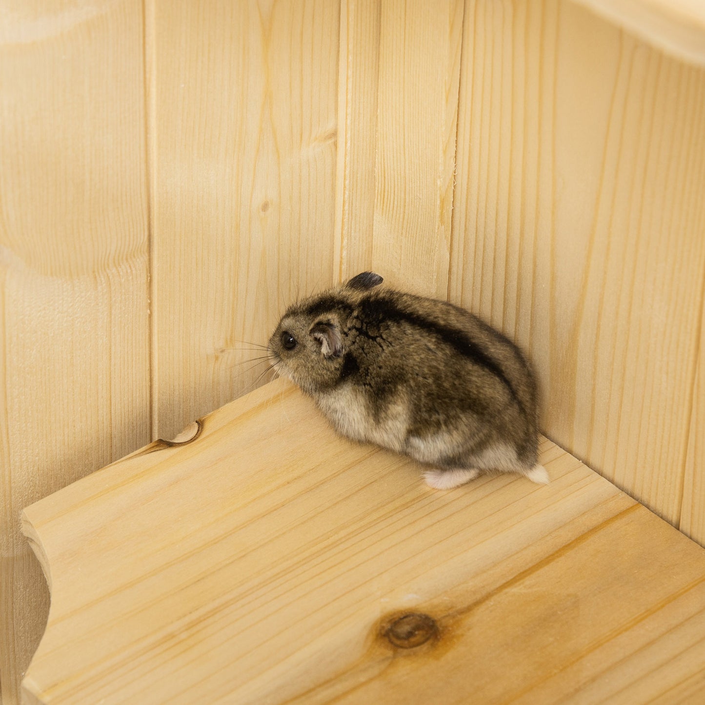Hamsterkooi – Knaagdierkooi – Muiskooi – Kleine Dier Kooi – Dierenverblijf – 5 Verdiepingen met 10 Platforms – Massief Dennenhouten Kooi Beige 60x40x120 cm
