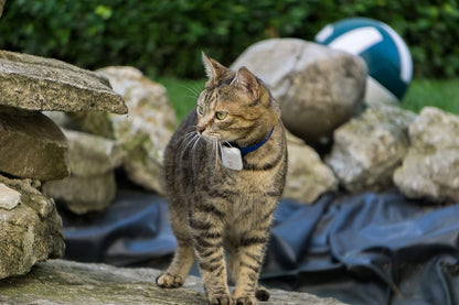kat hond pro-track-tor tracker richtingzoeker en zoeker // Mini RF tracker (8g met batterij) ideaal voor katten huisdieren honden // Lokalisatie mogelijk in kamers bijvoorbeeld. Aangrenzende kelder - incl. LADER