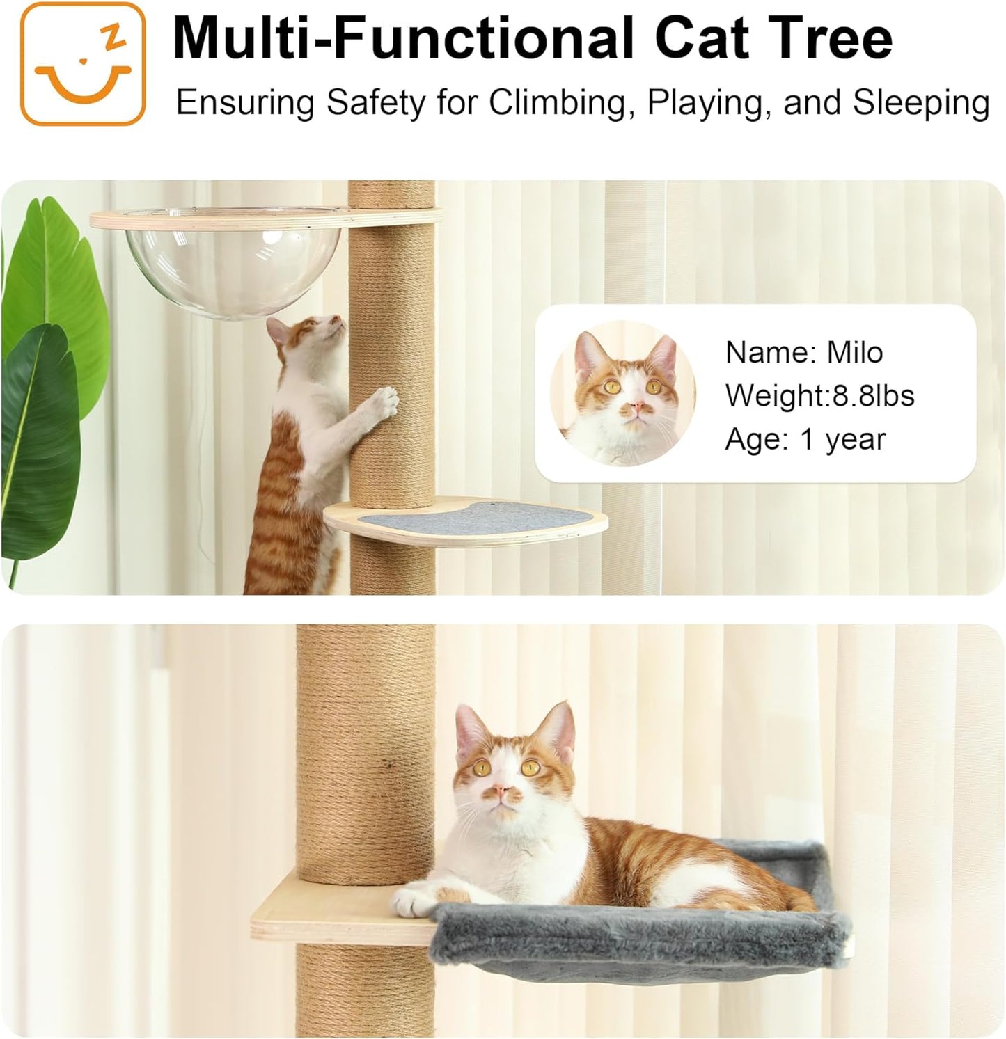 FUKUMARU Cat Tree Cat Tree, 6 Floors, Ceiling Cat Tower (280-300 cm), Wall Mounted Cat Tree, Natural Rubber Wood, with Transparent Space Capsule and Cozy Hammock - QUORE