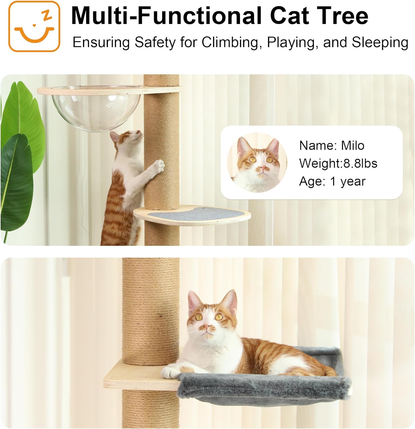 FUKUMARU Cat Tree Cat Tree, 6 Floors, Ceiling Cat Tower (280-300 cm), Wall Mounted Cat Tree, Natural Rubber Wood, with Transparent Space Capsule and Cozy Hammock - QUORE