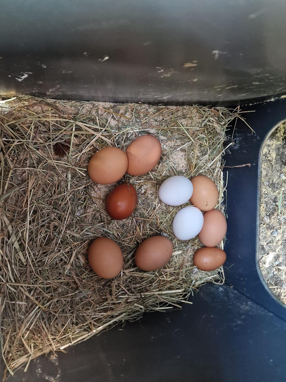 Chicken coop for 8 to 10 laying hens Polly Chalet L GREY with 2 perches, 2 nesting places outside safe door anti-predator (manual) anti-mite red (Made in Italy) - QUORE