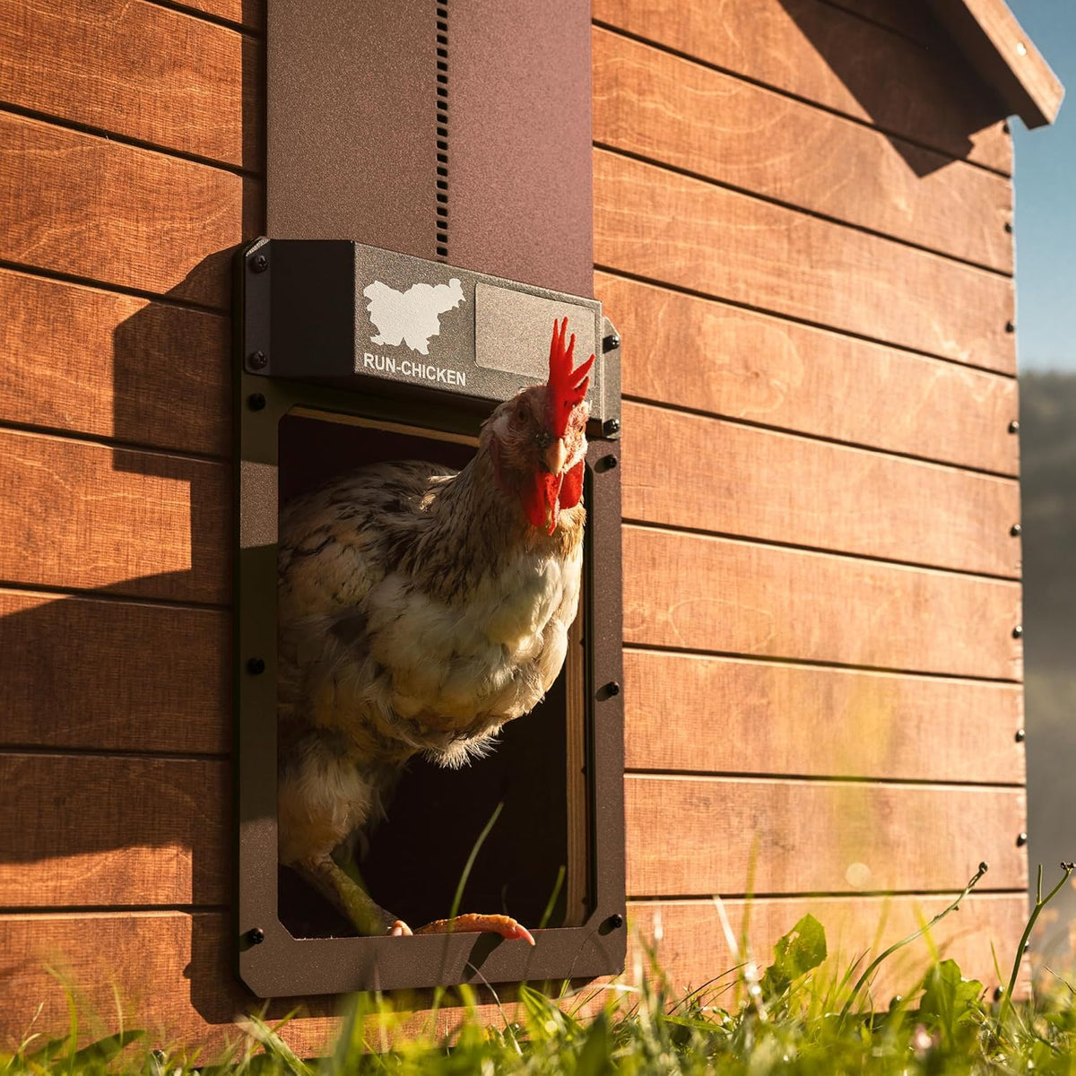 RUN-CHICKEN Automatic Door For Chicken Coop (Brown), With Timer, Programmable, Batery Powered, Door Opener For Chickens, Solar Powered, Door For Chicken Coop, Model Eternal - QUORE