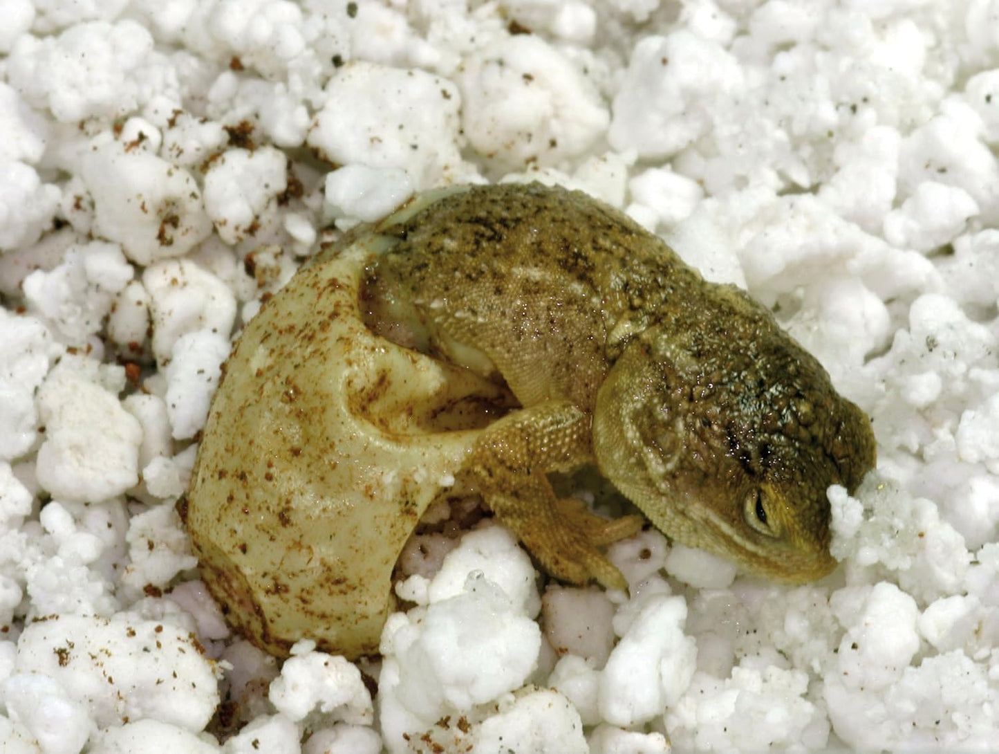 Lucky Reptile Egg-O-Bator Broedkast & Lucky Reptile HR-2 HatchRite, 2 liter, broedsubstraat