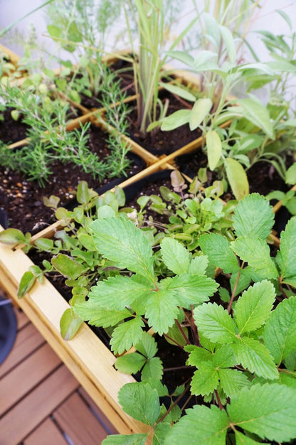 Herb Garden - Natural (FSC 100%)