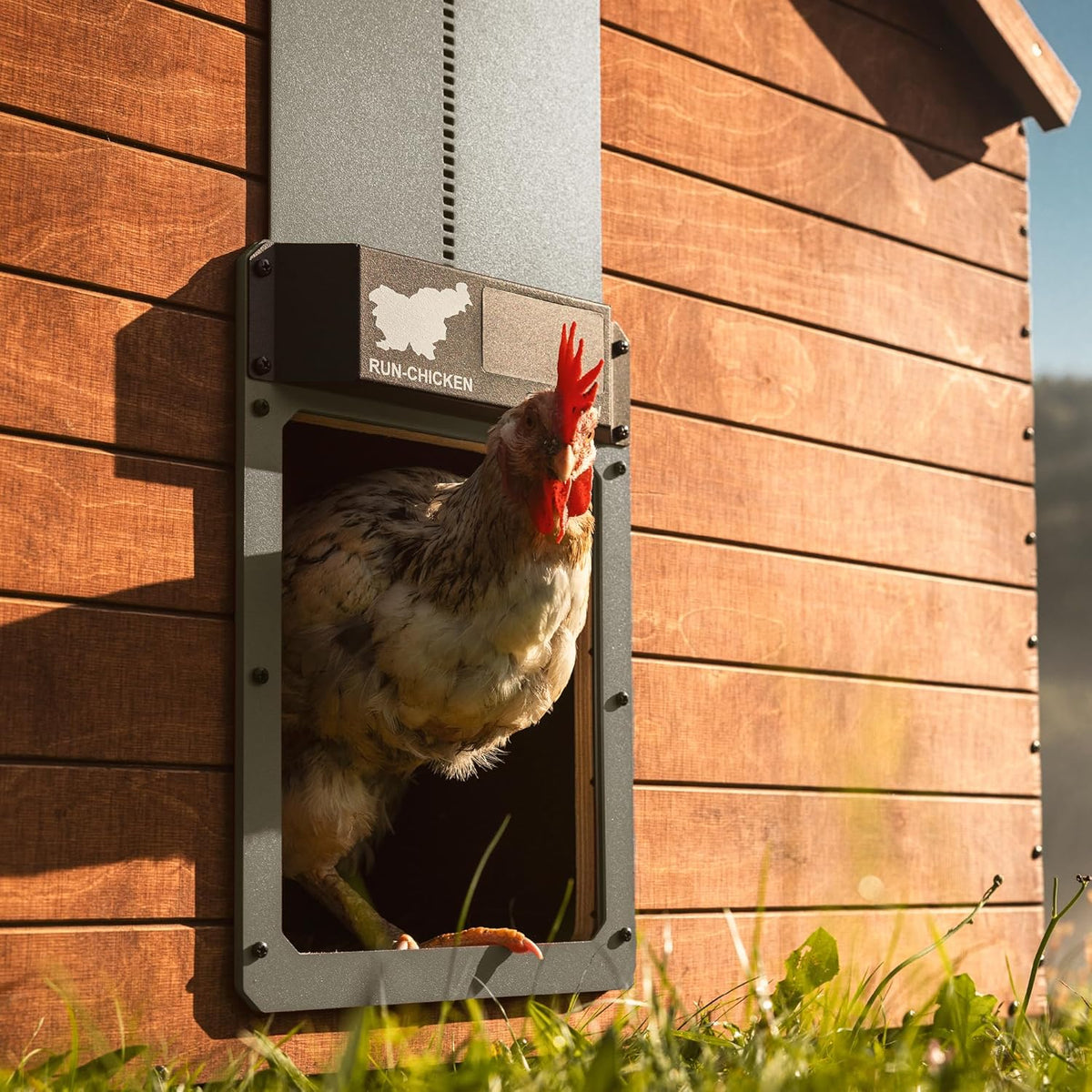 RUN-CHICKEN Deur (Grijs) Solar Kippenhok, Batterij Aangedreven Automatische Kippenhok, Programmeerbare Elektrische Kippendeur met Timer, Lichtsensor, Zonne-energie, Eternal