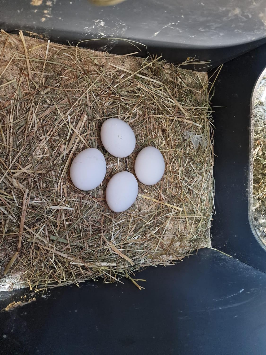 Chicken coop for 15 laying hens with ornaments POLLY CHALET 2XL GREY with 3 perches 2 nesting places outside safe door anti-predator (manual) anti-mite red (Made in Italy) - QUORE