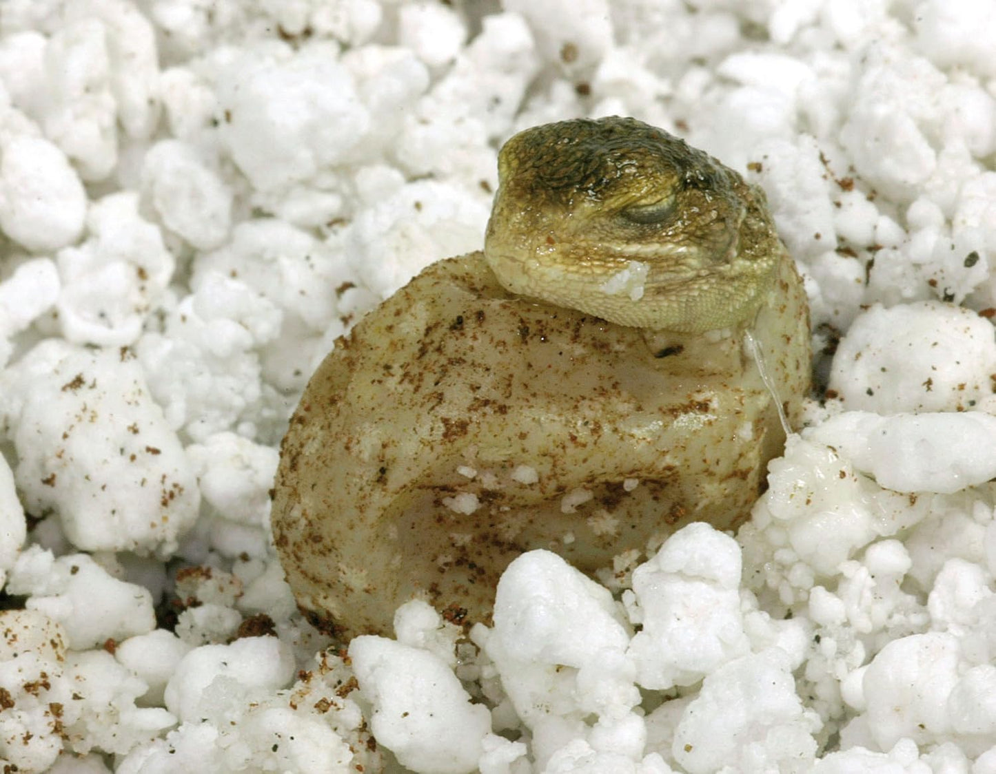 Lucky Reptile Egg-O-Bator Broedkast & Lucky Reptile HR-2 HatchRite, 2 liter, broedsubstraat
