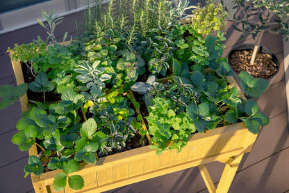 Herb Garden - Natural (FSC 100%)