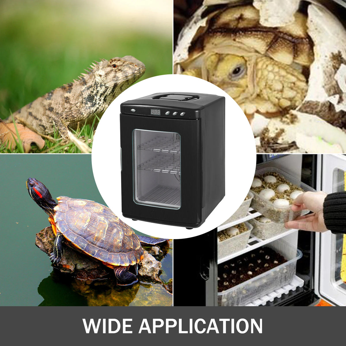 Reptielen Broedmachine - Egg Incubator - Ei incubator - 25L - Koeling En Verwarming - 5-60 °C - 110V A - 12V DC - Zwart - QUORE