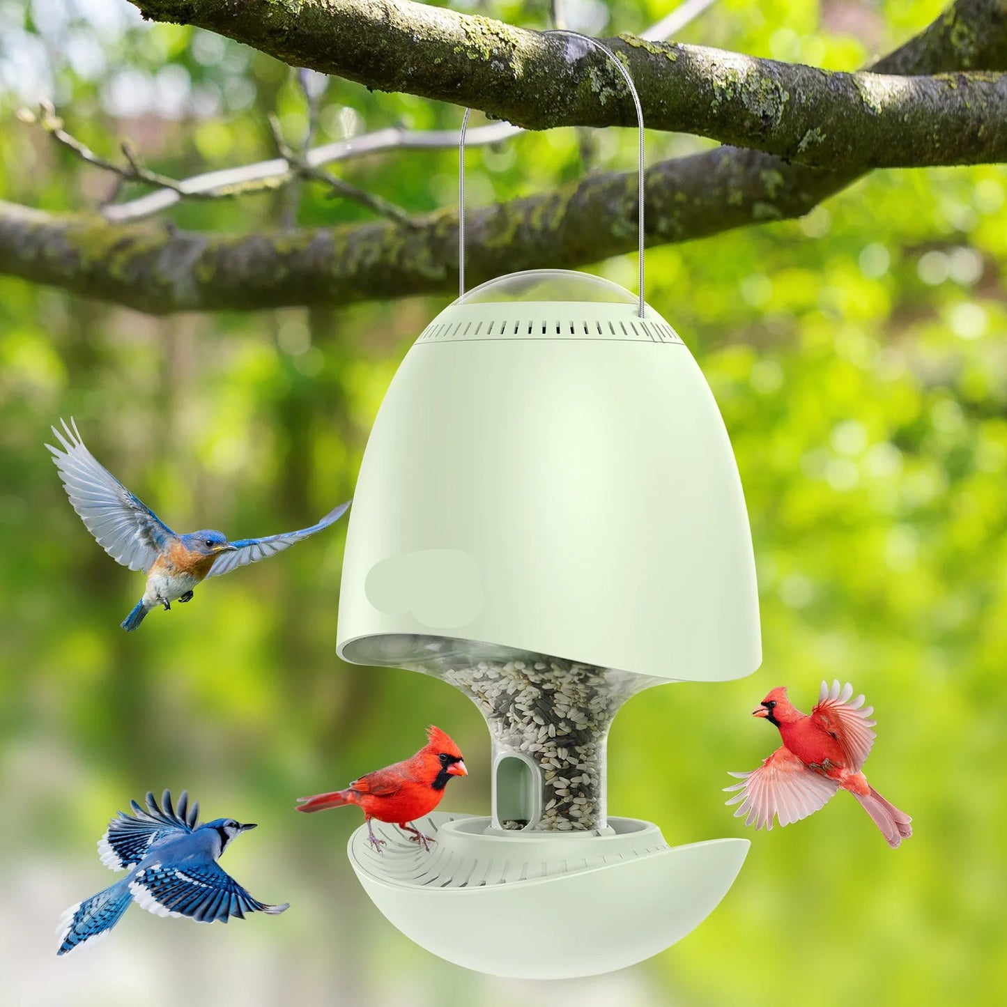 Vogeldrinksysteem – Vogelvoederhuis – Vogelvoederautomaat – Vogelfeeder – Vogelvoederplek – Anti-Eekhoorn Mechanisme – Droogsysteem Voor Vers Vogelzaad
