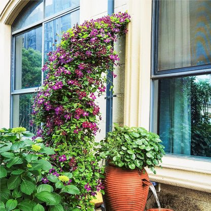 Rozenboog – Tuinboog – Klimboog – Plantenboog – Klimsteun – Zwart Metaal – 150 x 40,5 x 251,5 cm – Twee Halve Bogen